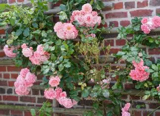 Tailler un vieux rosier : les bons gestes et le bon moment