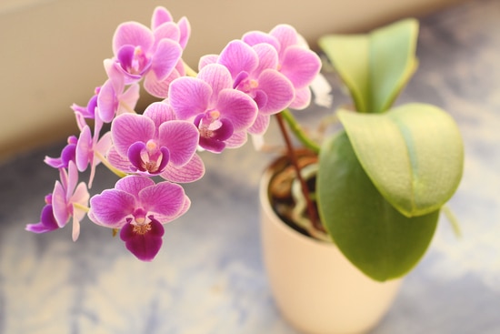Quelle exposition pour les orchidées ?