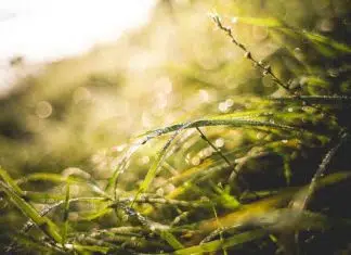 Comment avoir une belle pelouse à l’ombre ?